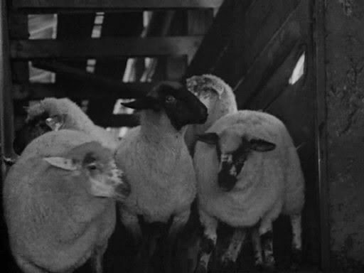 Killer of Sheep (1978) Killer of Sheep (1978)