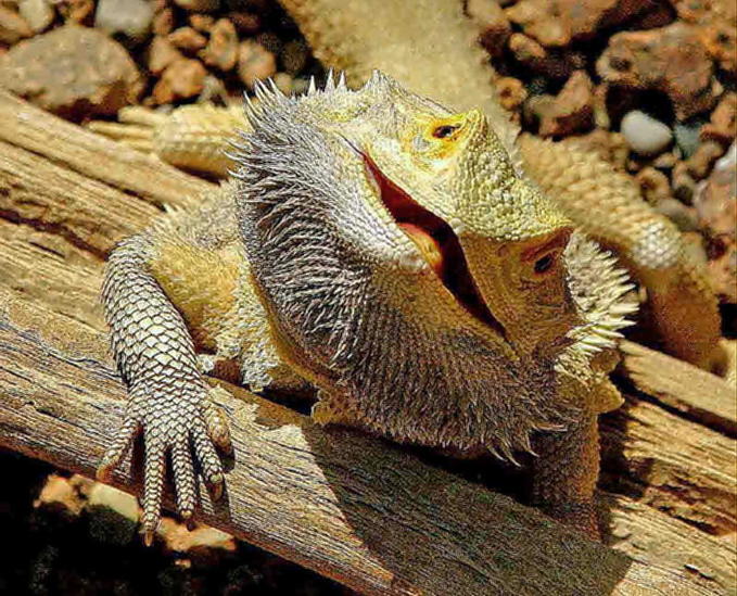 Sandfire gold bearded dragon Variety