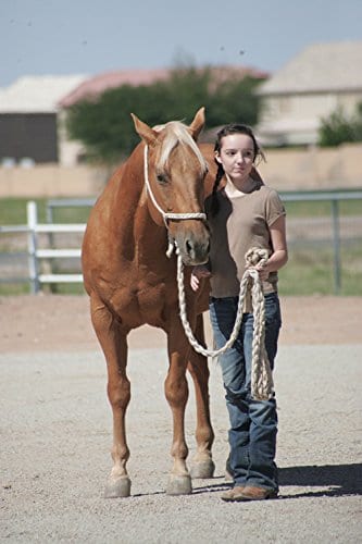 A Horse for Summer