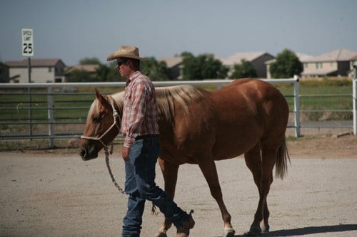 A Horse for Summer