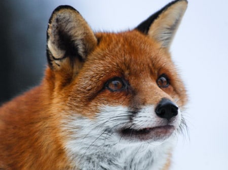 The Fox and the Child The Fox and the Child