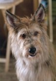 Because Of Winn-Dixie (2005)