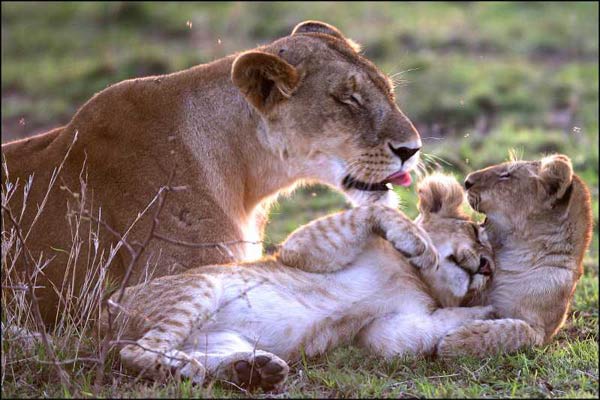 Les animaux amoureux