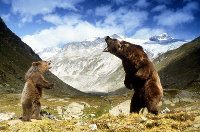 The Bear The Bear