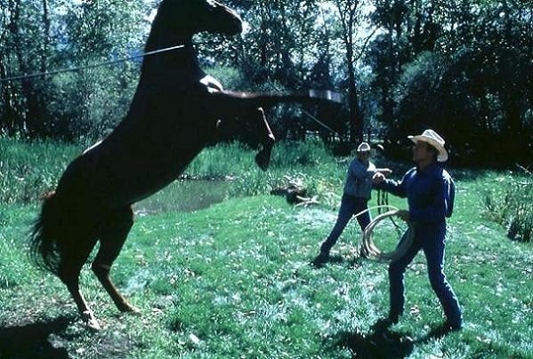 The Horse Whisperer The Horse Whisperer