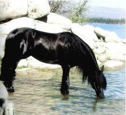 The Black Stallion