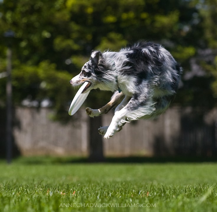 Frisbee