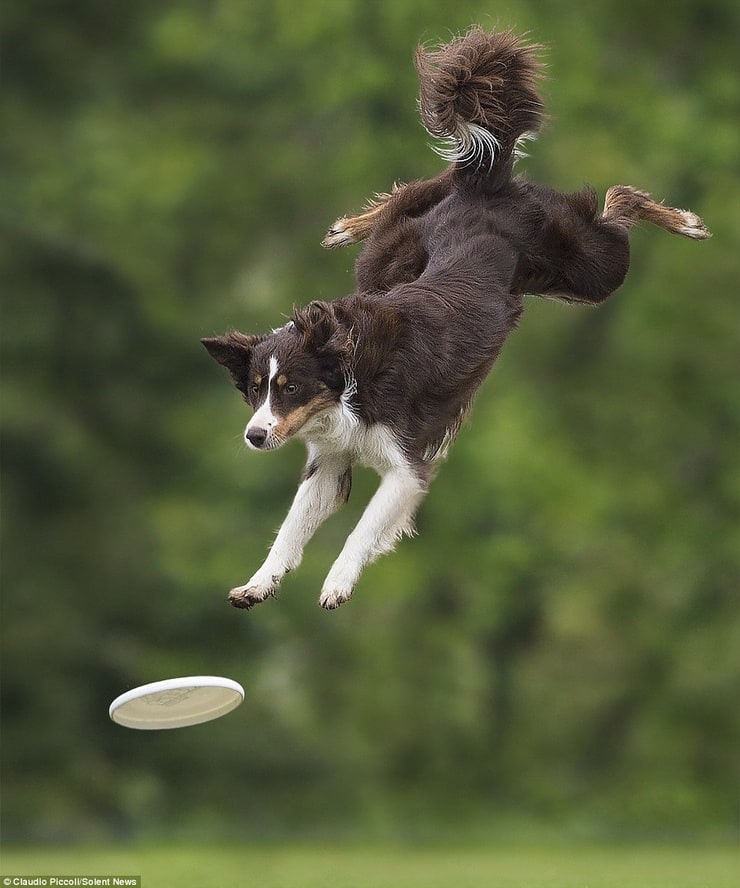 Frisbee