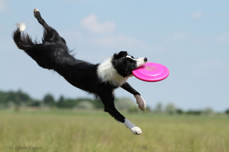 Frisbee Frisbee