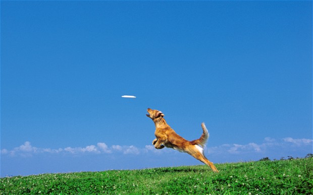 Frisbee Frisbee