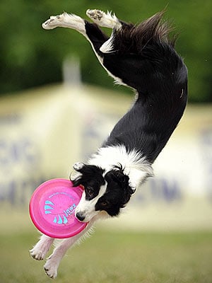 Frisbee