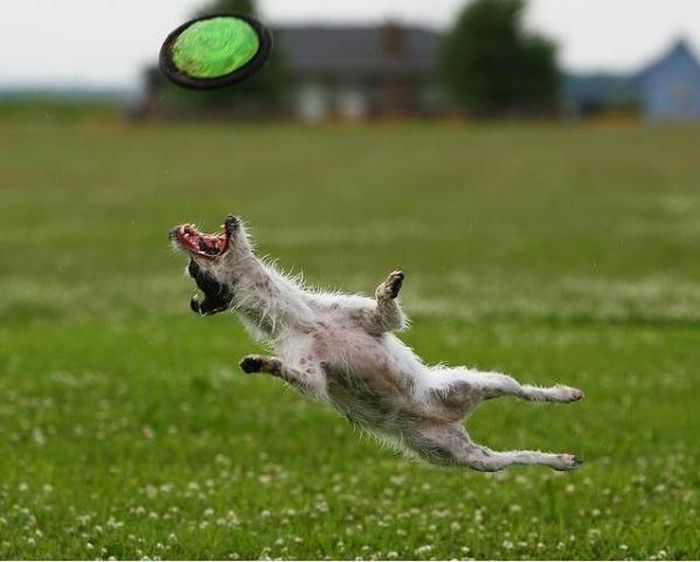 Frisbee