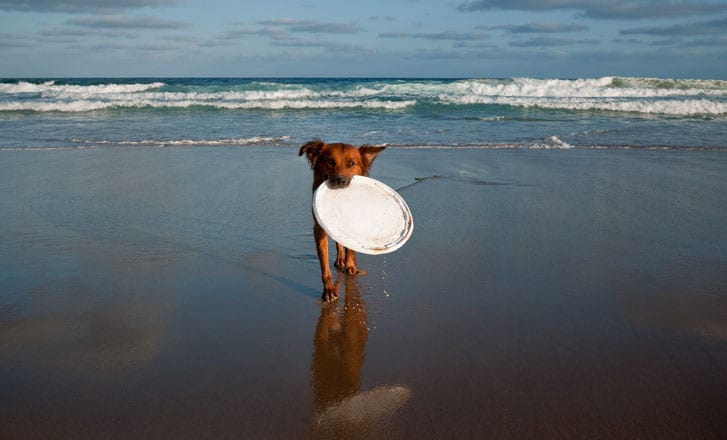 Frisbee Frisbee