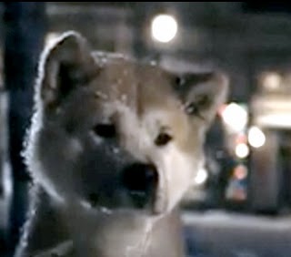 Hachi: A Dog's Tale