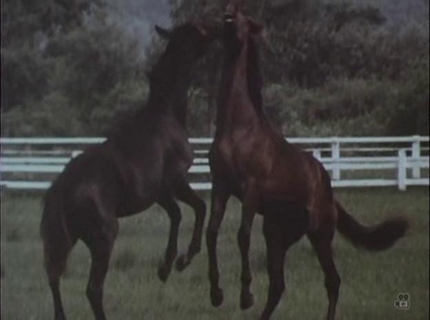 Song of the Horse (1970)