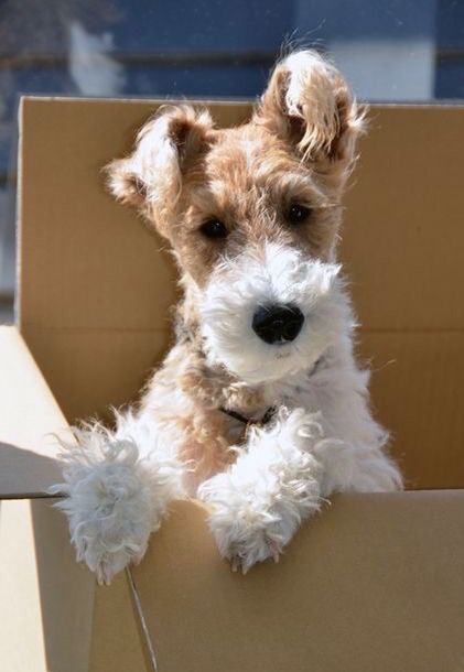 Wire Fox Terrier Puppy Wire Fox Terrier Puppy