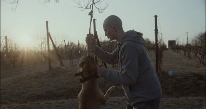 My Dog Killer My Dog Killer