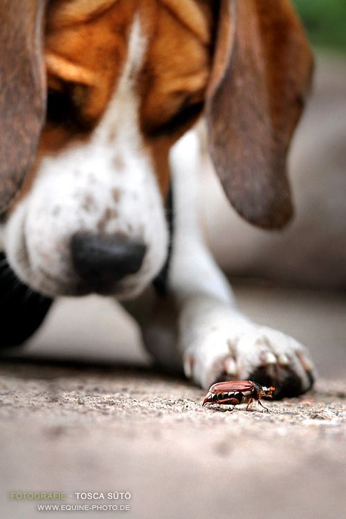 Dog and Cockroach