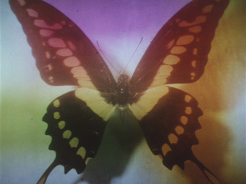 Butterfly