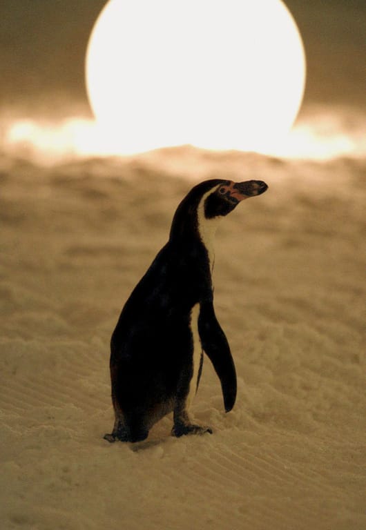 Amundsen the Penguin Amundsen the Penguin