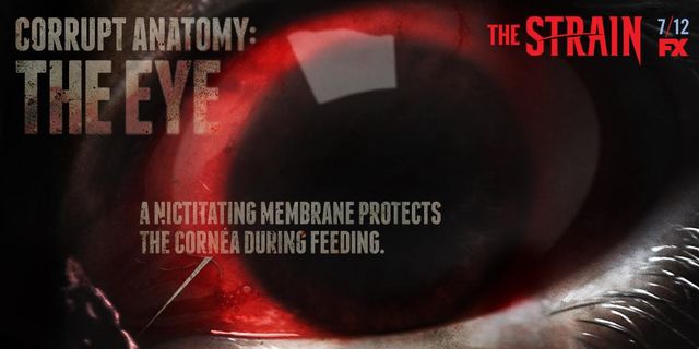 The Strain