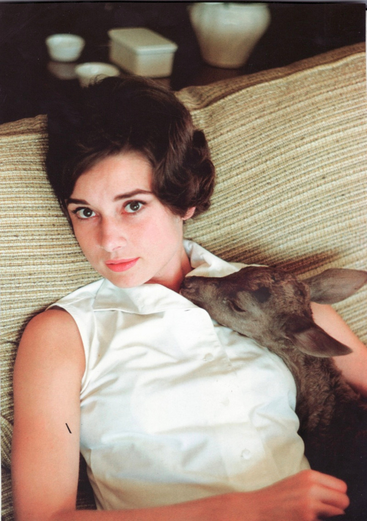 Audrey Hepburn Audrey Hepburn