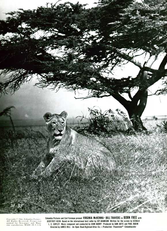 Born Free