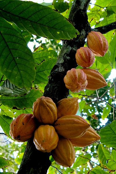 Theobroma cacao Theobroma cacao