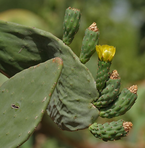 Opuntia ficus-indica Opuntia ficus-indica