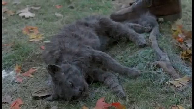 Pet Sematary