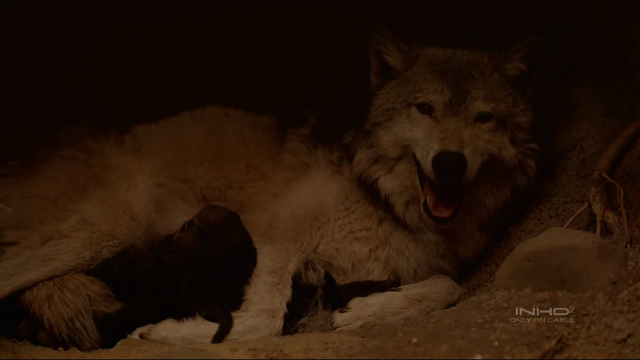 Wolves