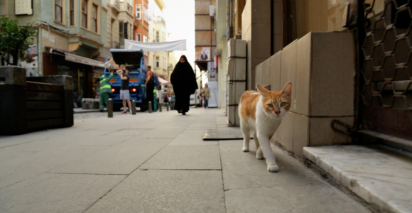 Kedi