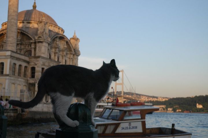 Kedi