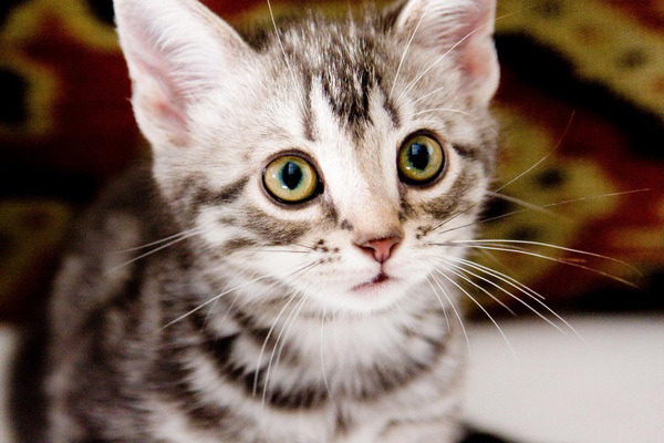 Gou Gou The Cat Gou Gou The Cat