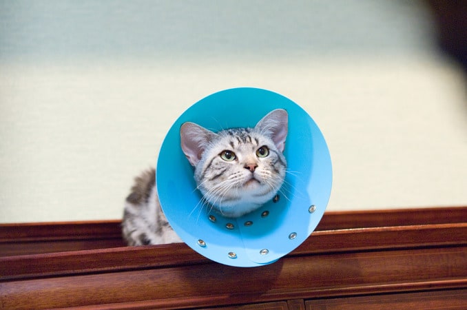 Gou Gou The Cat
