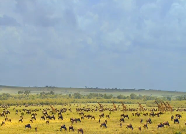 African Cats