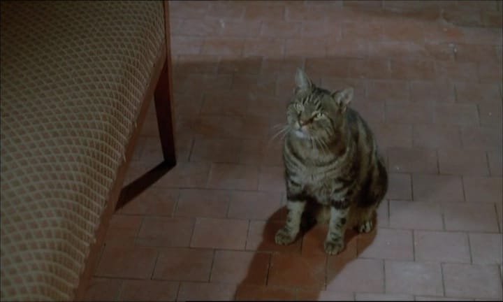 Le Chat