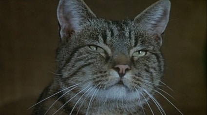 Le Chat