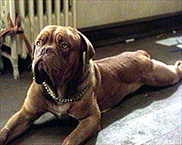 Beasley the Dog