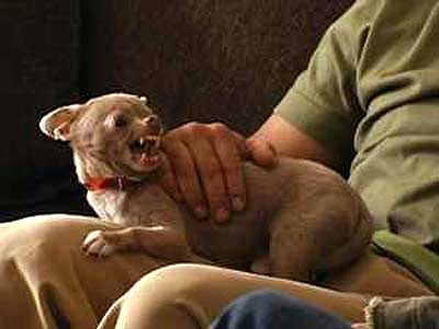 Dog Whisperer with Cesar Millan