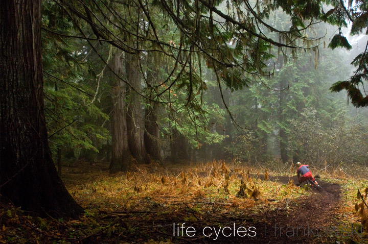 Life Cycles