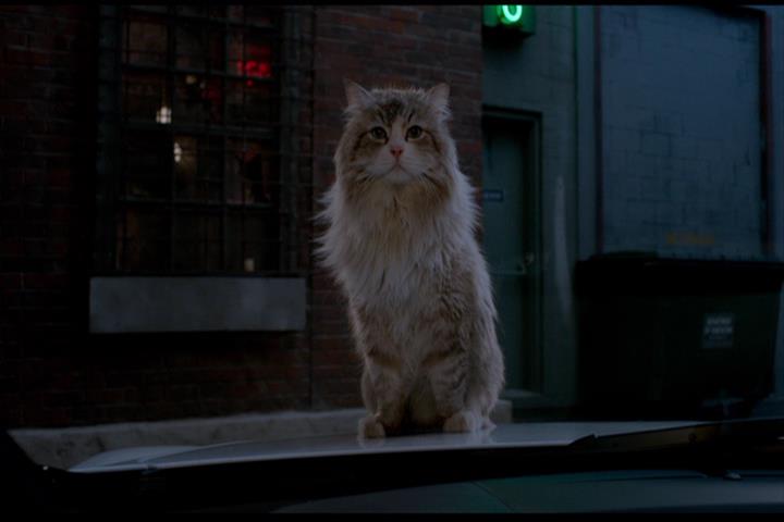Nine Lives