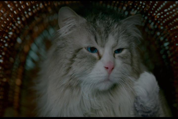 Nine Lives