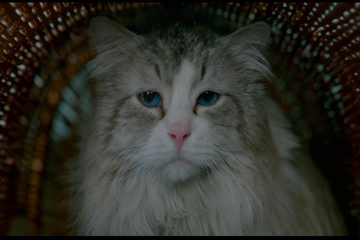 Nine Lives