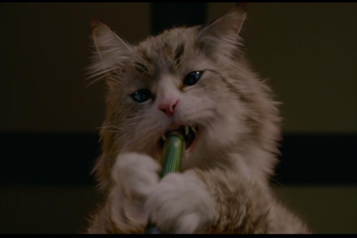 Nine Lives Nine Lives