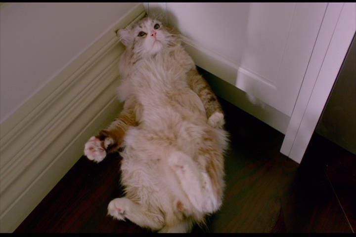 Nine Lives Nine Lives