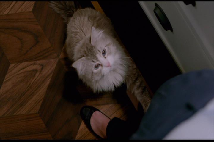 Nine Lives Nine Lives