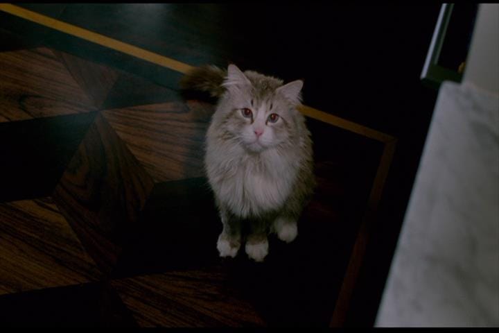 Nine Lives Nine Lives