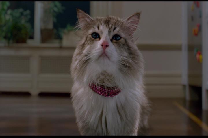 Nine Lives Nine Lives