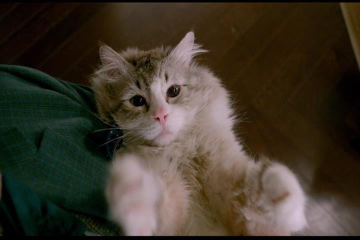 Nine Lives Nine Lives